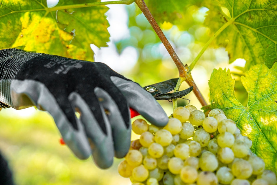 Glera: Prosecco Grape